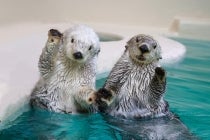 ◎WEB予約でリボンポイント3ポイント◎【名古屋駅発】*日帰り昼食付*『潜入!鳥羽水族館バックヤードツアーと大将おまかせ!海鮮丼定食』2